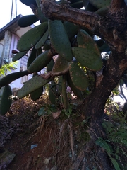 Opuntia streptacantha