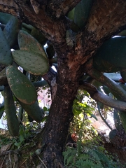 Opuntia streptacantha