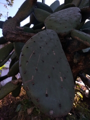 Opuntia streptacantha