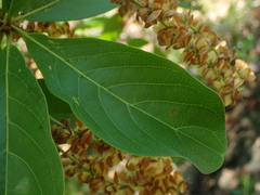 Terminalia glabrescens