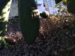 Opuntia streptacantha