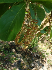 Terminalia glabrescens