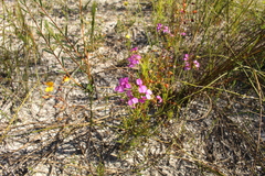 Stylidium scandens