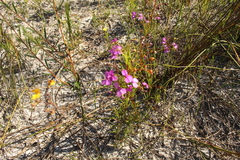 Stylidium scandens