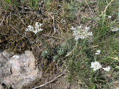 Petrosedum subulatum