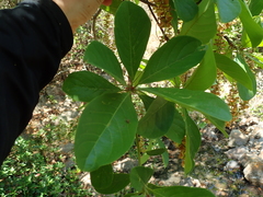 Terminalia glabrescens