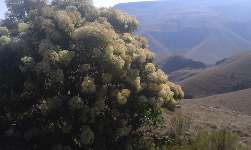 Nuxia floribunda