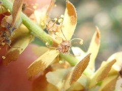 Terminalia glabrescens
