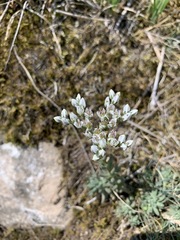 Petrosedum subulatum