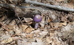 Cortinarius porphyroideus