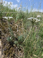 Petrosedum subulatum