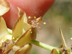 Terminalia glabrescens