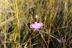Utricularia volubilis