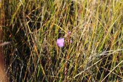 Utricularia volubilis