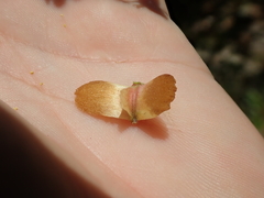 Terminalia glabrescens