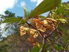 Terminalia perrieri image