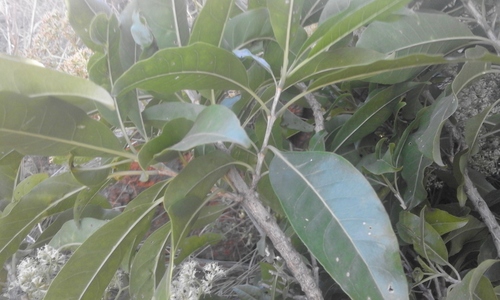 Nuxia floribunda