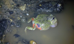 Pleurodema brachyops