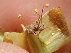 Terminalia glabrescens