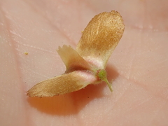 Terminalia glabrescens