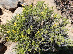 Pteronia empetrifolia