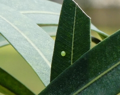 Daphnis nerii
