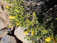 Pteronia empetrifolia
