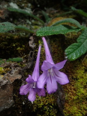 Streptocarpus cyaneus