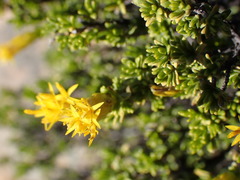 Pteronia empetrifolia