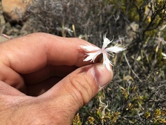 Dianthus namaensis