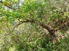 Terminalia glabrescens