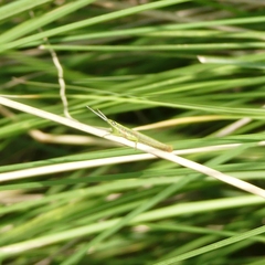 Neorthacris