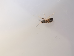 Scolopostethus affinis