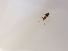 Scolopostethus affinis