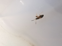 Scolopostethus affinis