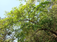 Terminalia glabrescens