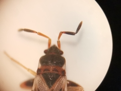 Scolopostethus affinis