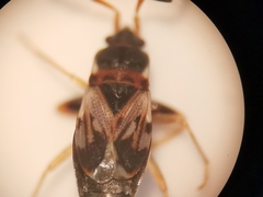 Scolopostethus affinis