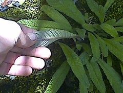 Streptocarpus cyaneus