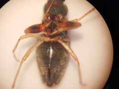 Scolopostethus affinis