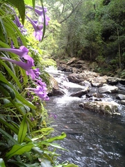 Streptocarpus cyaneus