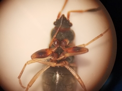 Scolopostethus affinis