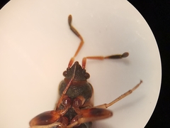 Scolopostethus affinis