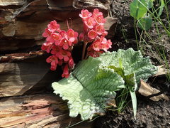 Streptocarpus dunnii