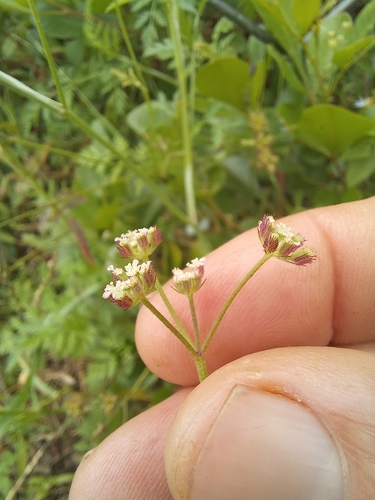 Image of Torilis africana by (c) kevin koen, some rights reserved (CC BY-SA)
