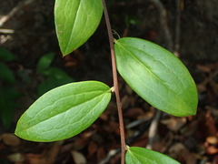 Dasyphyllum