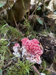 Ramaria botrytis