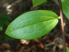 Dasyphyllum