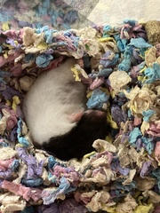 Mesocricetus auratus