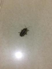 Lampyridae